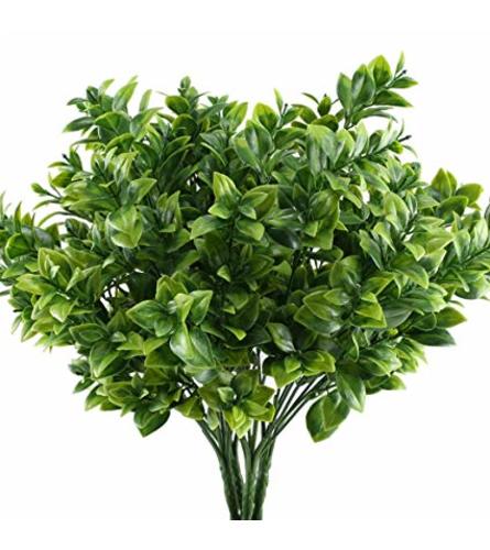 Boxwood