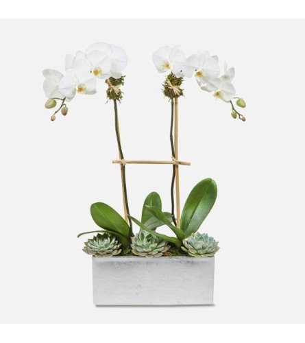 Desert Phalaenopsis