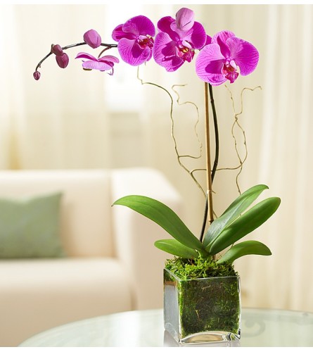 Elegant Purple Orchid