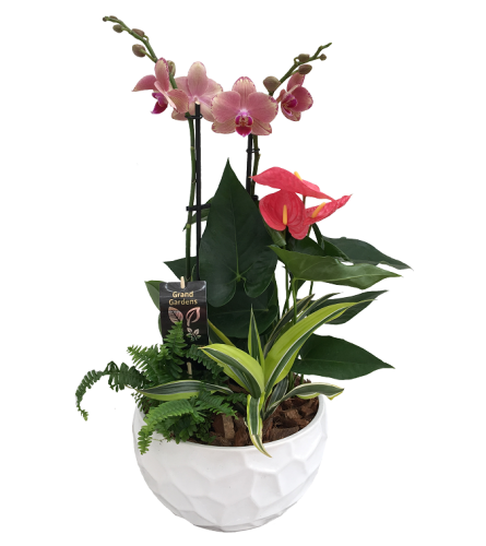 The Orchid Planter