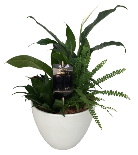 The Peace Lily Planter