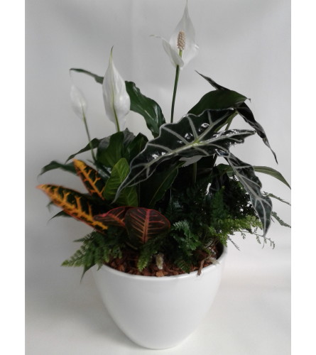 Elegant Peace Lily with Tropicals