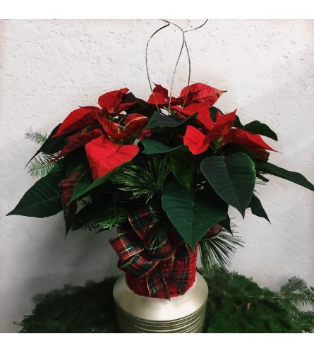 Mrs Claus Poinsettia