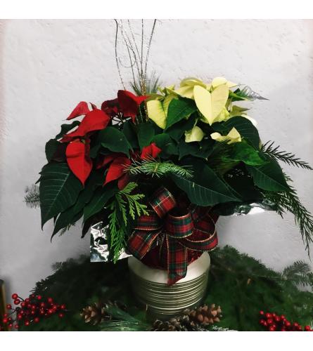 Mrs Claus Poinsettia