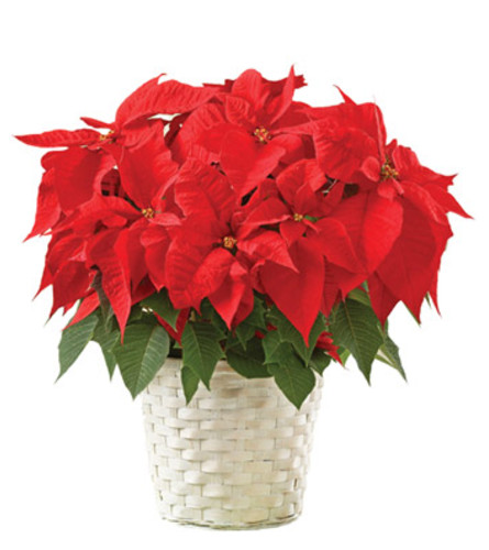 Vibrant Red Poinsettia Flowering Plant