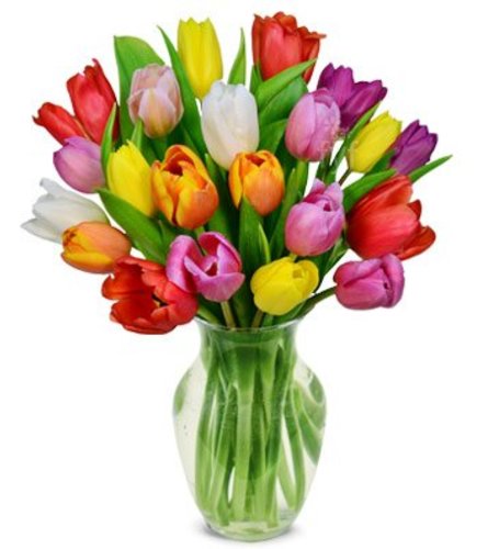 Mixed tulips