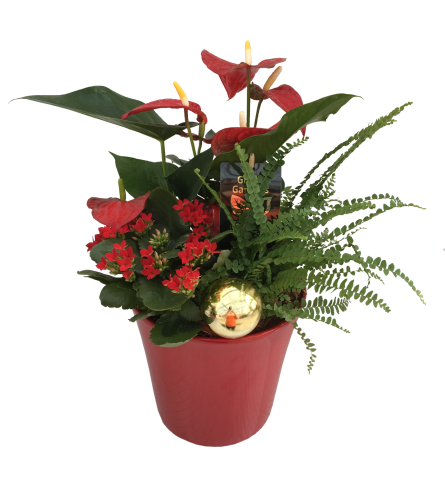 Christmas Anthurium Cheer