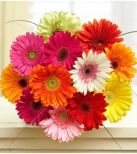 12 Wrapped Mini Gerbera Daisy