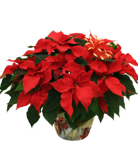 Large Red Pointsettia