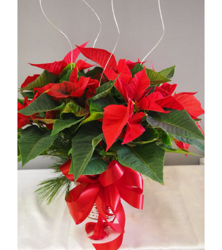 Classic Red Poinsettia 6"