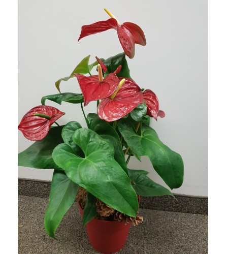 Flamingo flower