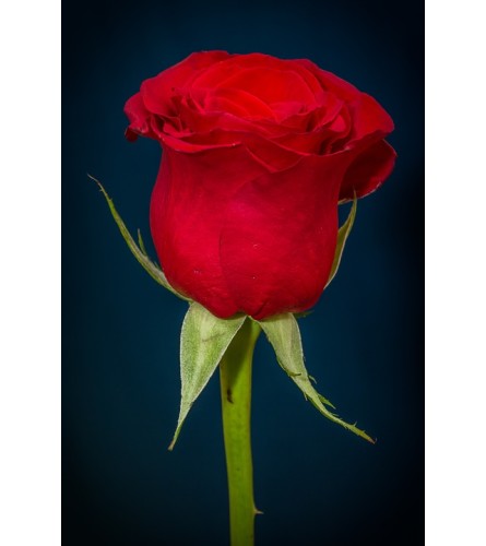 Rose. An arrangement by Select Flowers.