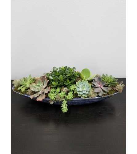 SAUCY SUCCULENTS