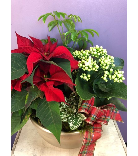 Christmas planter in ceramic dish