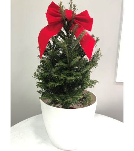 LIVE 4FT FRASER FIR CHRISTMAS TREE IN WHITE EVA PLANTER