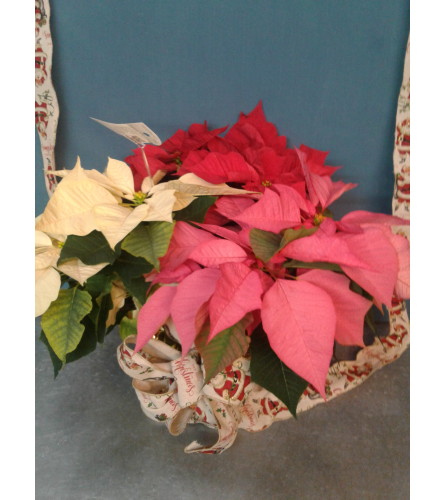 Combo Color Poinsettia