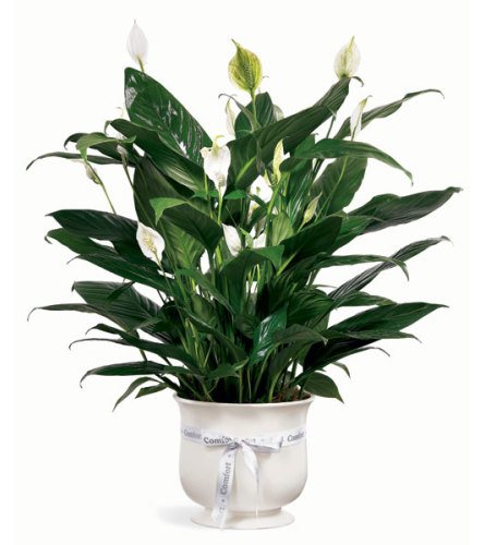 Peace Lily in a Ceramic Planter