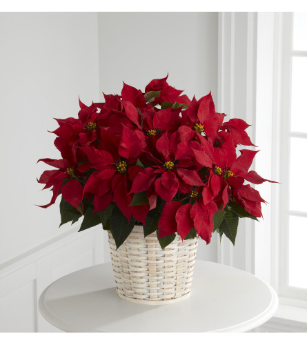 Red Poinsettia w/ Basket