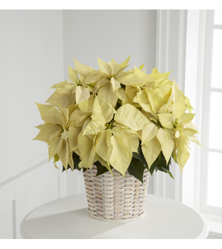 White Poinsettia w/ Basket - Deluxe. An arrangement by Dupree's Root 88 Garden Center and Florist.
