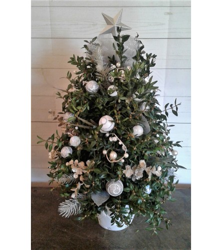 Silver Snows Boxwood Tree