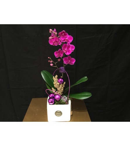 Mini Purple Orchid