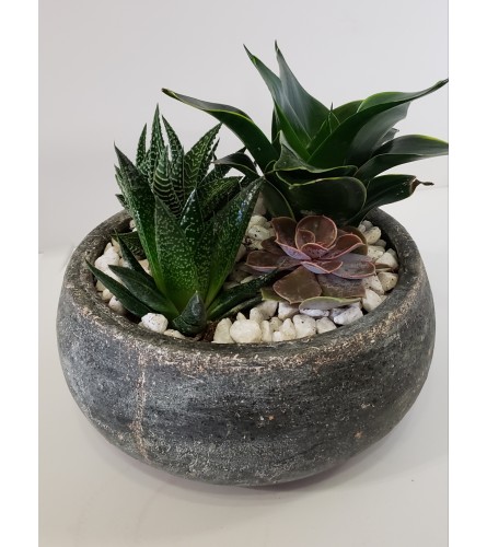 Succulent Zen Bowl