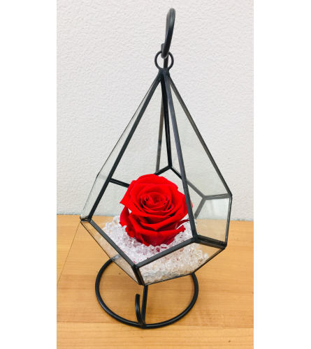 Preserved Ecuadorian Red Rose