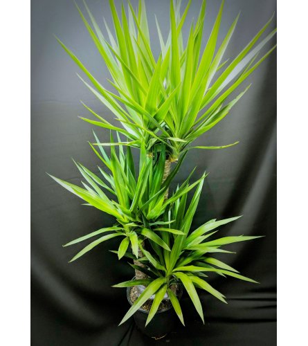 Yukka plant 8''