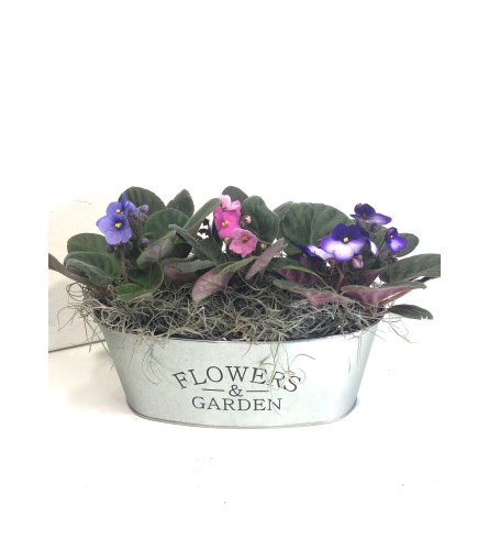 Garden of Violets