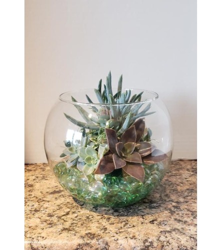 Sedum Terrarium