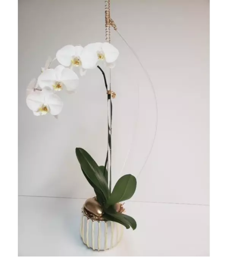 White Orchid Plant Setting