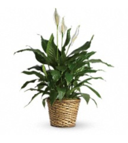 Peace Lily - Spathiphyllum Plant