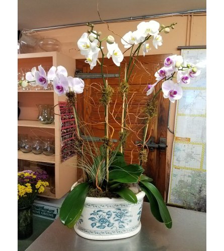 ASIAN ORCHIDS