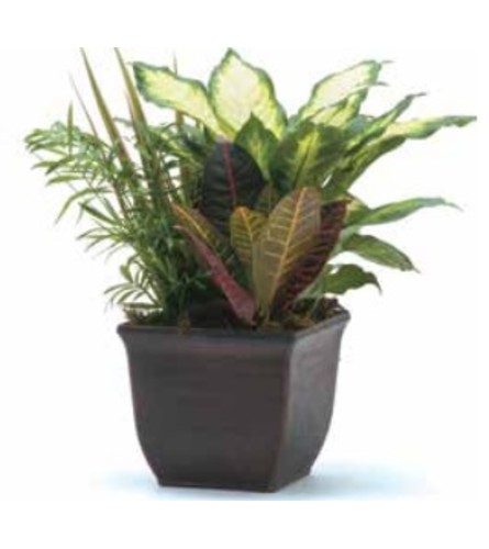 Planter - Small Dish Garden 703F