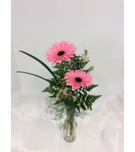 Sweet Gerbera Daisies'