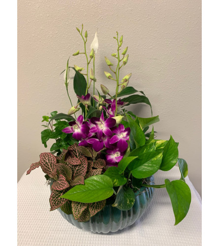 Round House Plant