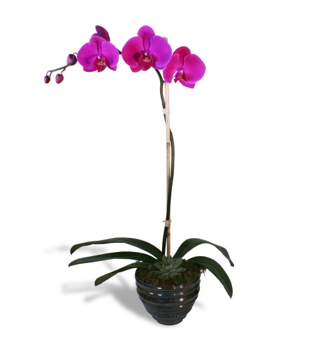 Simple Purple Orchid 2020
