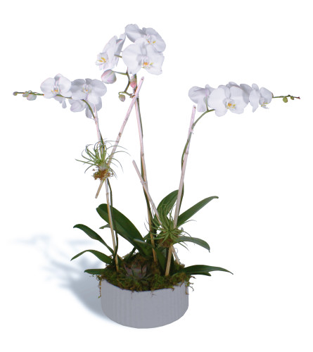 Orchids Trio 2020