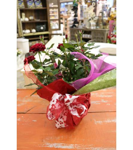 Miniture Rose Houseplant