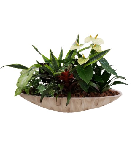 Oval Tropical Planter