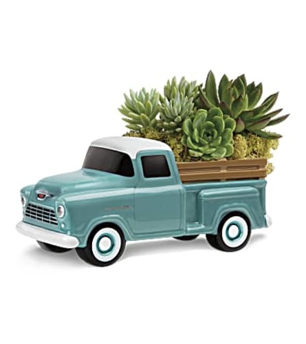 Pick-Up Succulents