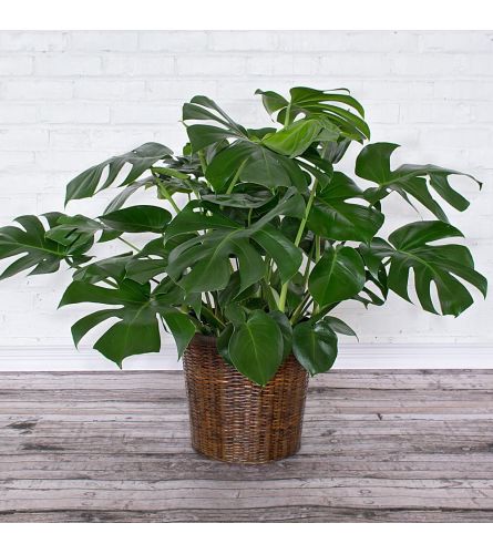 Split-Leaf Philodendron Monstera Plant