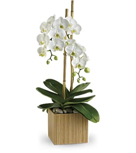 An Opulent Orchids