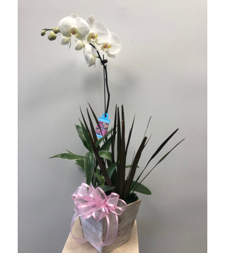 Phalaenopsis Orchid Garden