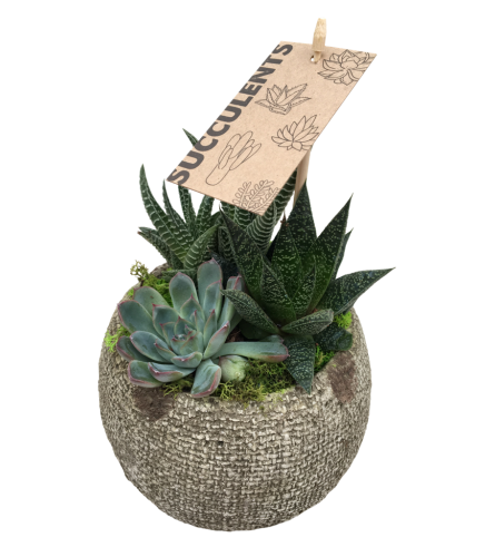 Small Succulent