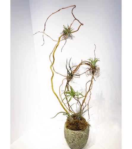 Artful Air plants