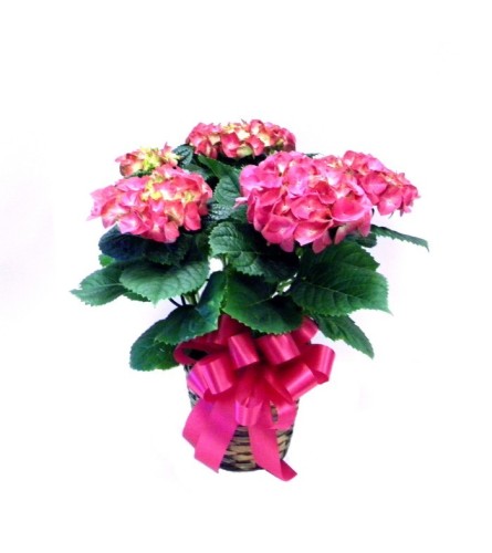 HYDRANGEA PINK BLUE WHITE