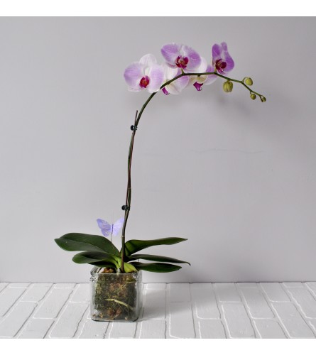 Orchid Plant in Glass Cube