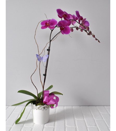 Potted Orchid Plant