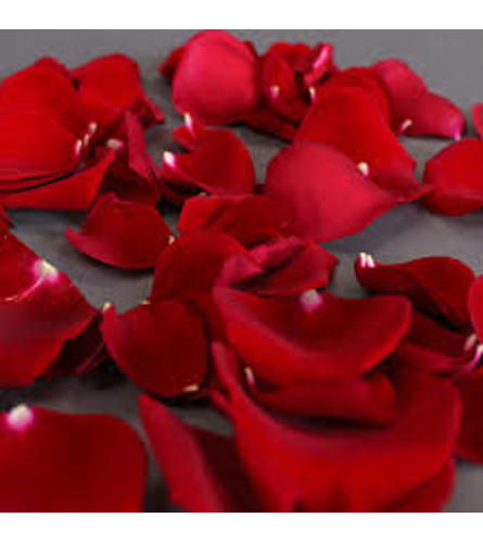 Red Rose Petals. Today pick!